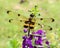 Dragonfly Gomphus flavipes (female) on a plant