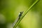 Dragonfly on the grass. concept elegance, flight, lightness