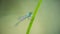 Dragonfly on the grass. concept elegance, flight, lightness