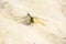 The dragonfly with green eyes and transparent wings is on sand