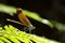 Dragonfly on green frond