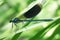 Dragonfly on a green grass