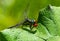 dragonfly on a green leaf