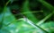 Dragonfly on a green leaf