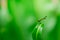 Dragonfly on a green leaf