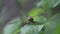 Dragonfly on a green leaf flaps its wings