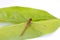 Dragonfly on the green leaf and on the white background. it is a fast flying long bodied predator insect.