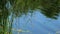 Dragonfly On Green Reeds In Pond With Reflections