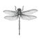 Dragonfly hand drawing vintage engraving illustration