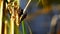 Dragonfly hangs on a plant and hatches