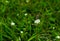 Dragonfly harvest sweet water on white flower