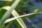 A dragonfly that has landed on a leaf above a pond