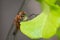 Dragonfly hides on the leaves of Green Oak lettuce Lactuca sativa L. in a cultivation farm