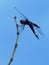 Dragonfly Holding onto a Bare Branch