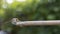 Dragonfly on horizontal bamboo stick