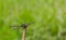Dragonfly Ictinogomphus decoratus melaenopsperched on dry twig