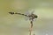 Dragonfly(Ictinogomphus rapax)