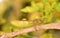 Dragonfly image is wild with blur background. Dragonfly isolated.
