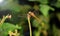 Dragonfly image is wild with blur background. Dragonfly isolated.