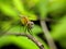 A dragonfly is an insect belonging to the order Odonata, infraorder Anisoptera. Adult dragonflies are characterized by large
