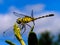 A dragonfly is an insect belonging to the order Odonata, infraorder Anisoptera. Adult dragonflies are characterized by large,