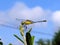 A dragonfly is an insect belonging to the order Odonata, infraorder Anisoptera. Adult dragonflies are characterized by large,