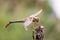 Dragonfly insect, closeup. Sympetrum flaveolum