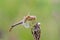 Dragonfly insect, closeup view. Sympetrum flaveolum