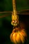 Dragonfly, insect on the cosmos flower