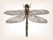 Dragonfly insect hand drawn sketch vector