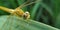 Dragonfly insect macro picture on sugarcane leaf in wildlife