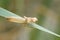 Dragonfly insect shell background