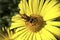 A dragonfly insect sits on a yellow flower in the summer