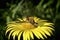 A dragonfly insect sits on a yellow flower in the summer