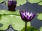 Dragonfly investigating a purple waterlily