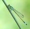 Dragonfly Ischnura elegans (male)