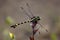 Dragonfly Ischnura senegalensis