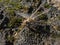 Dragonfly on the island of El Hierro.