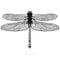 Dragonfly isolated high quality