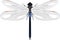 Dragonfly isolated on a white