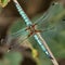 A dragonfly with its long, slender body and intricately patterned wings