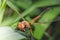 Dragonfly landed on a blade of grass/dragonfly on a blurred background sitting on a grass