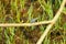 A dragonfly landed on a twig by the lake brim with grass all around. Beautiful colored insect didn't fail to impress.