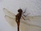 dragonfly landed on white wall