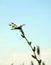 Dragonfly lands on swamp vegetation under blue sky