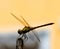 Dragonfly with large beautiful wings. Insect photo