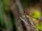 Dragonfly large winged insect sits on a branch on a background of flowers colorful close-up