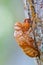 Dragonfly Larva Shell