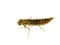 Dragonfly larvae