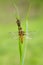 Dragonfly larvae crawls out of the water to the shore and rises through the plant,